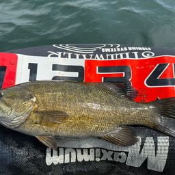 スモールマウスバス