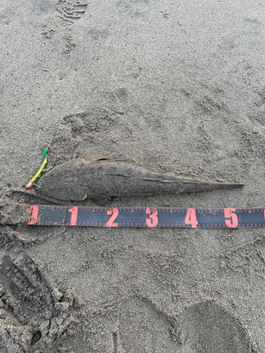 マゴチの釣果