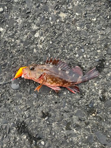 カサゴの釣果