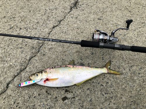ヒラの釣果