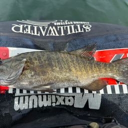 スモールマウスバス