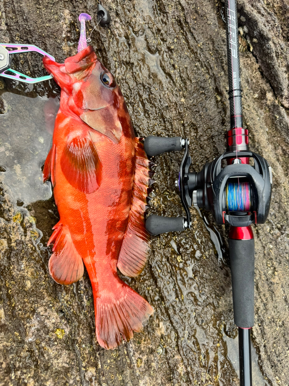 DAIWA 21HRF® (ハードロックフィッシュ) エア 86M/MHB・Nの最