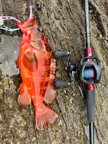 アカハタの釣果