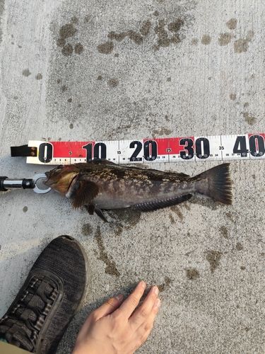 アイナメの釣果