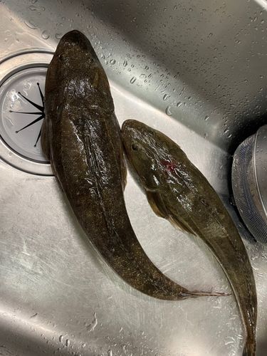 マゴチの釣果