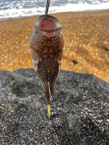 メガネモチノウオの釣果