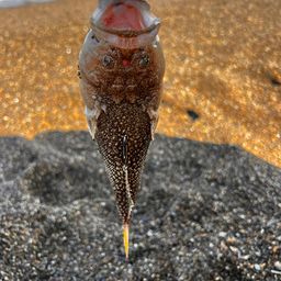 メガネモチノウオ