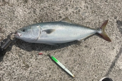 ハマチの釣果
