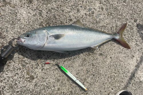 ハマチの釣果