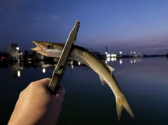 カマスの釣果