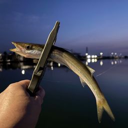 カマス