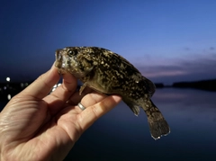 クロソイの釣果