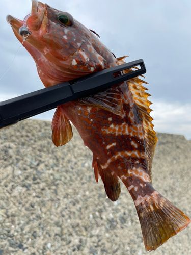 キジハタの釣果