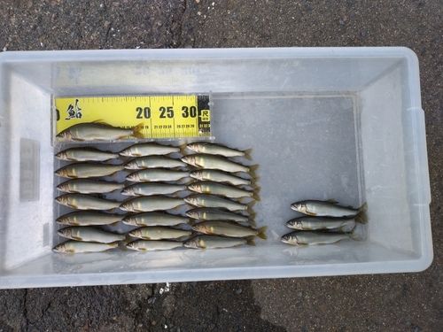 アユの釣果