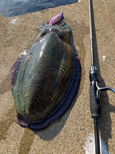 モンゴウイカの釣果