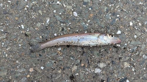 シロギスの釣果