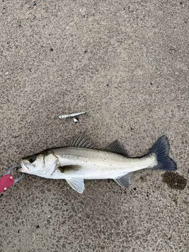 セイゴ（マルスズキ）の釣果
