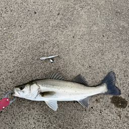 セイゴ（マルスズキ）