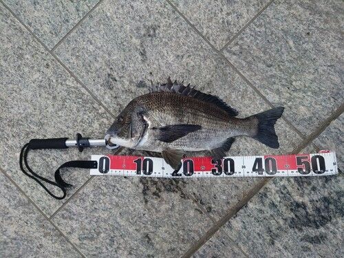 クロダイの釣果