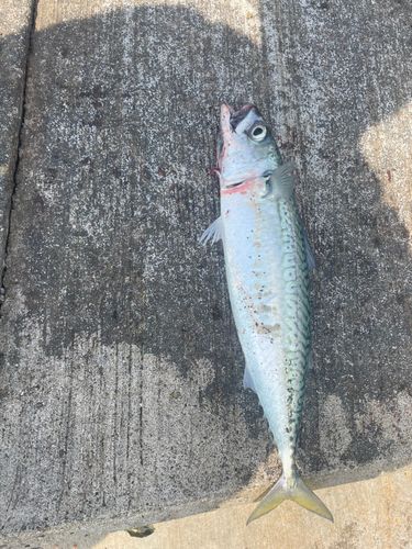 サバの釣果