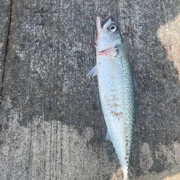サバ