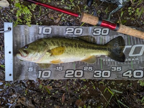ラージマウスバスの釣果