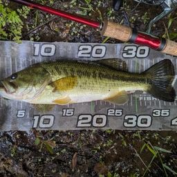 ラージマウスバス