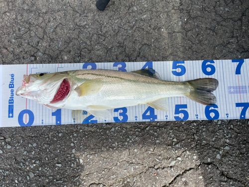 シーバスの釣果