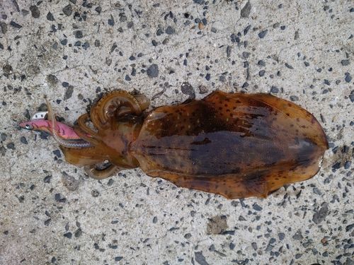 アオリイカの釣果