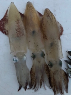 マメイカの釣果