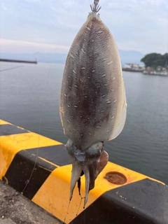 モンゴウイカの釣果