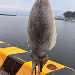 モンゴウイカ