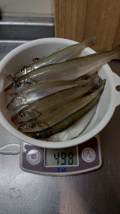 キスの釣果