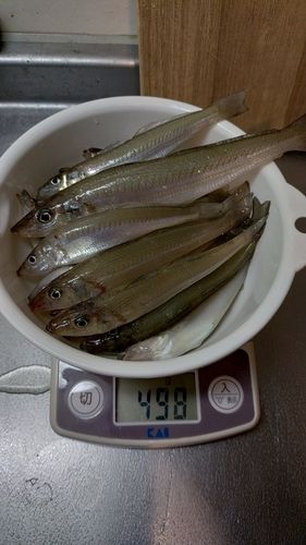 キスの釣果