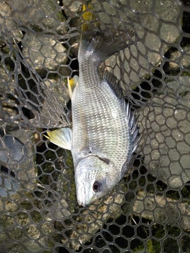 キビレの釣果