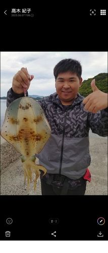 アオリイカの釣果