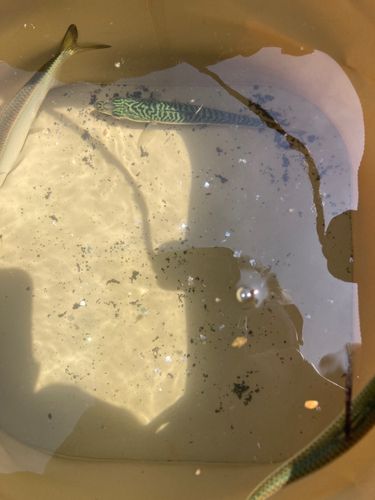 サバの釣果