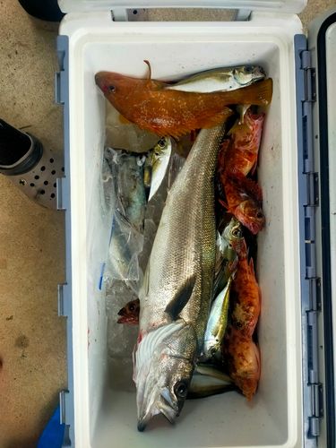 シーバスの釣果