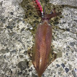 ヤリイカ