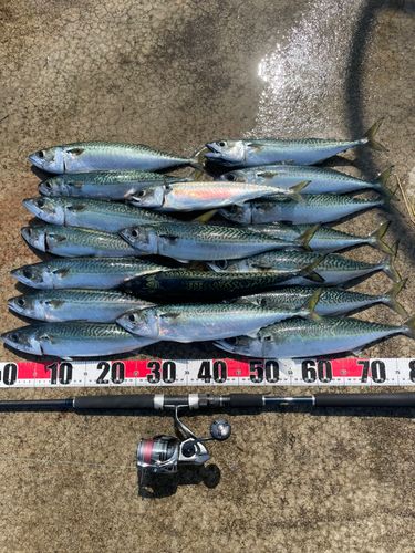 サバの釣果