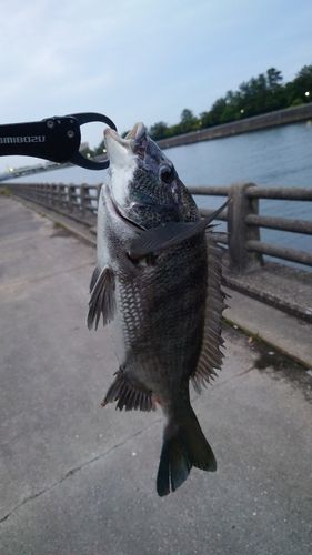チヌの釣果