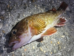 カサゴの釣果