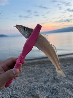 キスの釣果