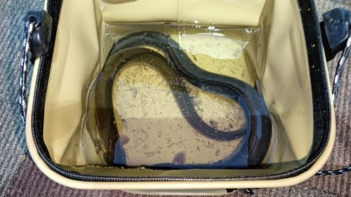 ウナギの釣果