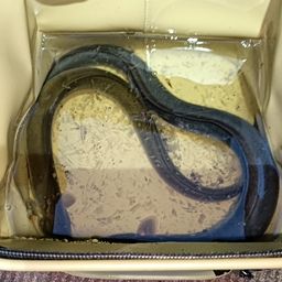 ウナギ