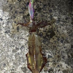ヤリイカ