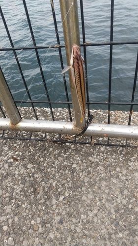 ベラの釣果