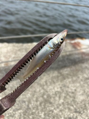 シロギスの釣果