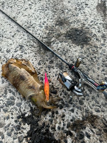 アオリイカの釣果