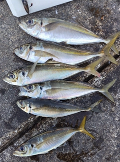 アジの釣果